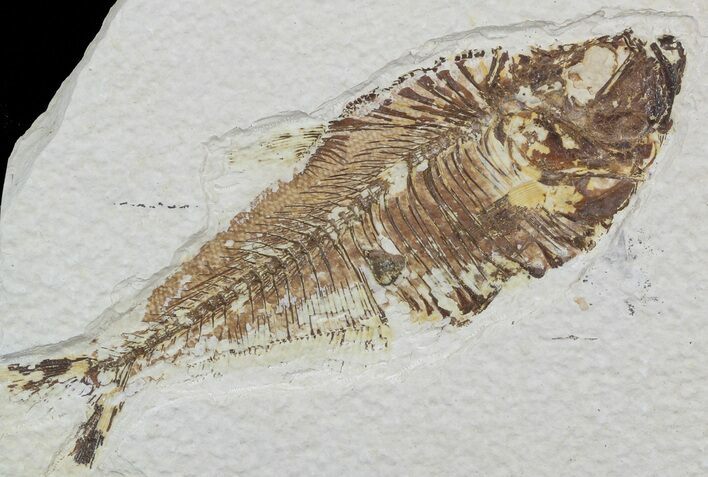 Bargain Diplomystus Fossil Fish - Wyoming #51820